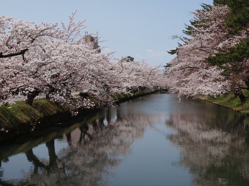 Aomori Private Tour - Cherry trees lining along the outer moat