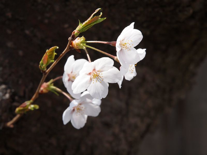 Aomori Private Tour - Cherry flower in April