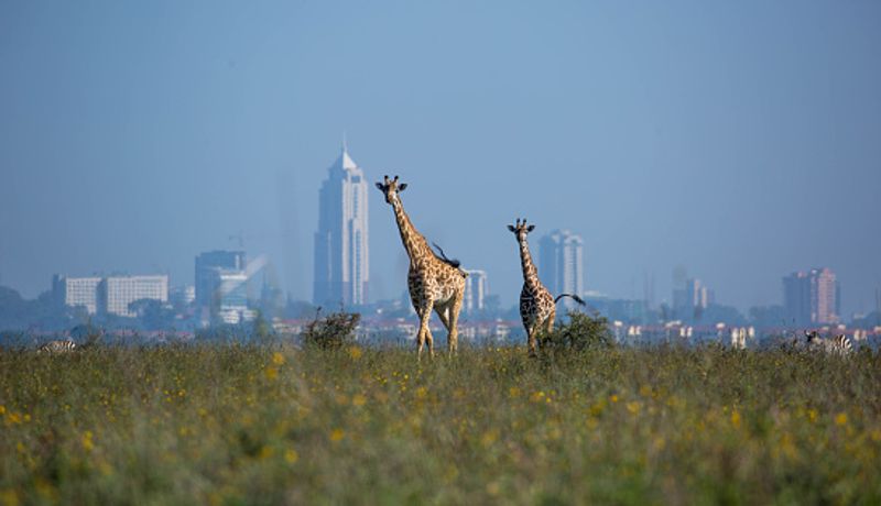 Nairobi Private Tour - Nairobi National Park