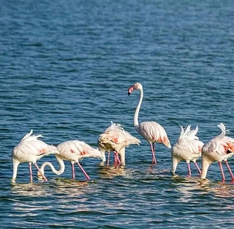 Arusha Private Tour - Flamingo