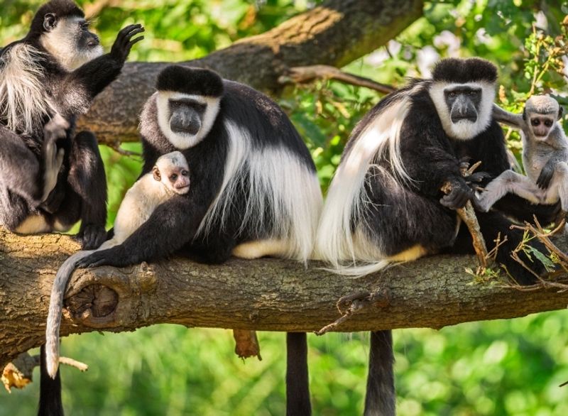 Arusha Private Tour - Black and White Colubus Monkey