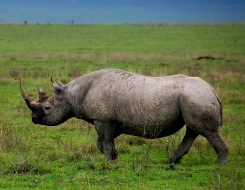 Arusha Private Tour - Rhino