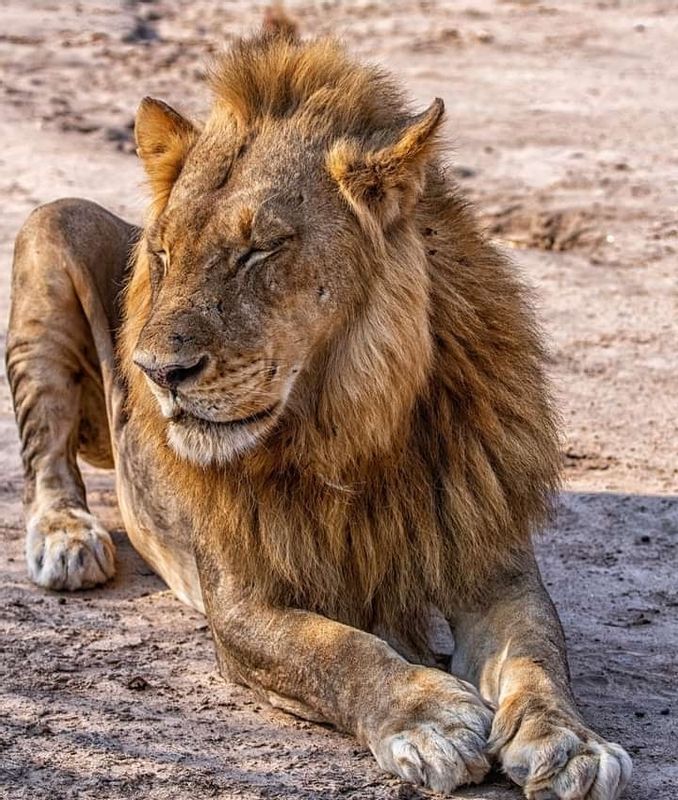 Arusha Private Tour - Lions