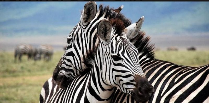 Arusha Private Tour - Zebra