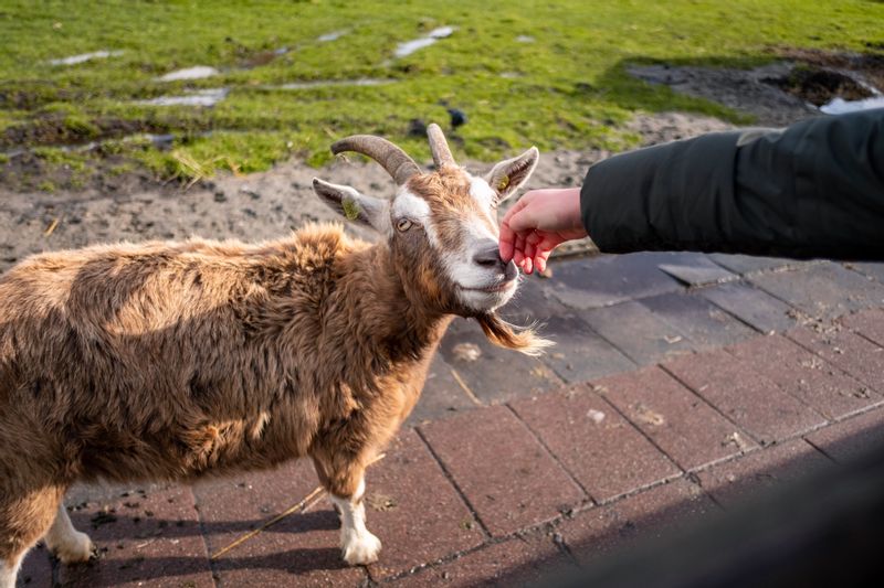 Amsterdam Private Tour - For nature lovers, admire picturesque wild swans and white lambs enjoying their natural habitat.