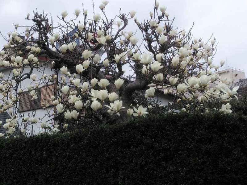 Saitama Private Tour - White magnolia or Haku-mokuren