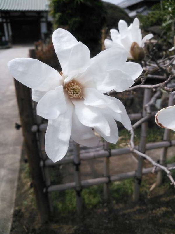 Saitama Private Tour - Flower of magnolia kobus or Kobushi