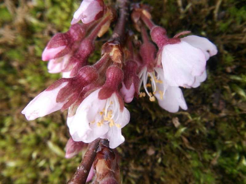 Saitama Private Tour - Blossom of weeping cherry tree or Shidare-zakura
