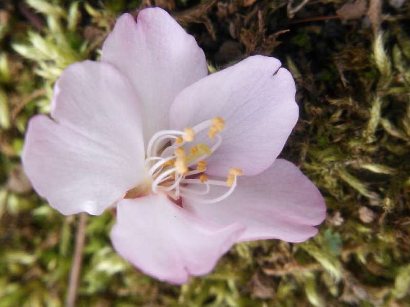 Saitama Private Tour - Blossom of weeping cherry tree or Shidare-zakura