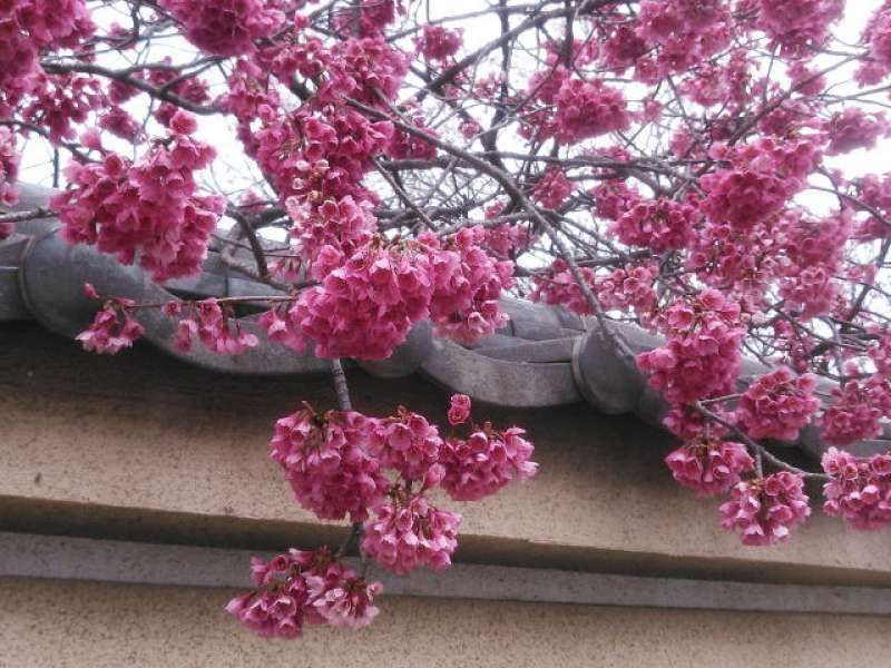 Saitama Private Tour - Hikanzakura cherry blossoms in Nakain Temple