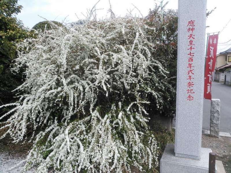 Saitama Private Tour - Spiraea in Kawagoe-hachiman Shrine