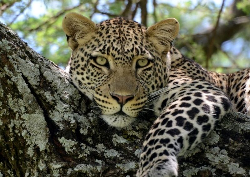 Arusha Private Tour - Leopard