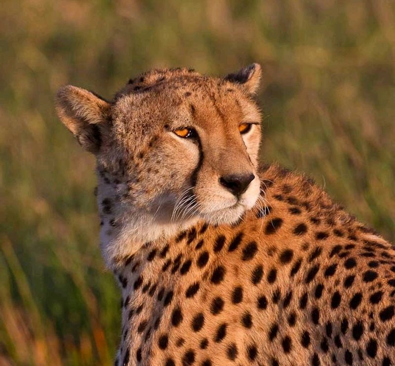 Arusha Private Tour - Cheetah