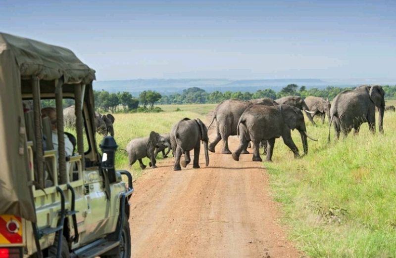 Arusha Private Tour - Elephants