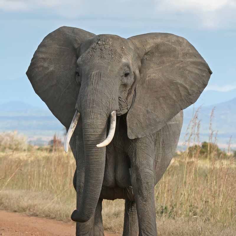 Arusha Private Tour - Elephants