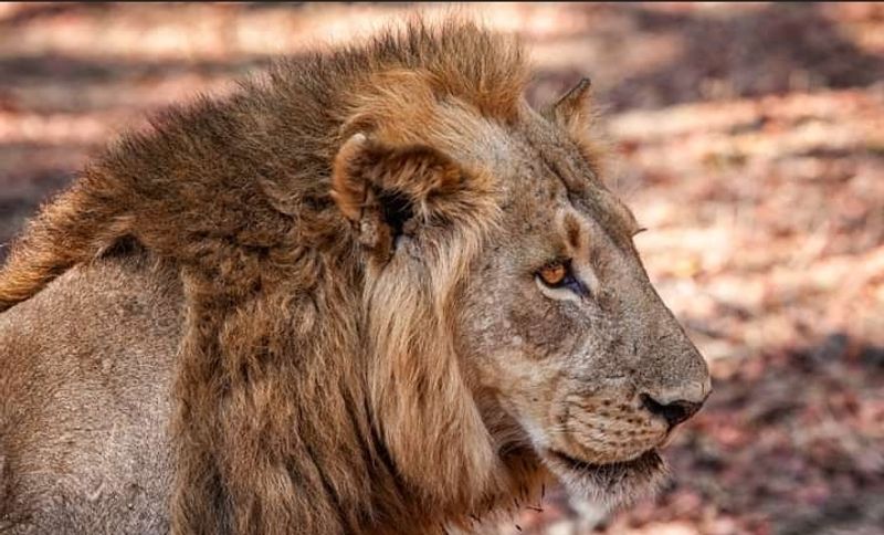 Arusha Private Tour - Lion