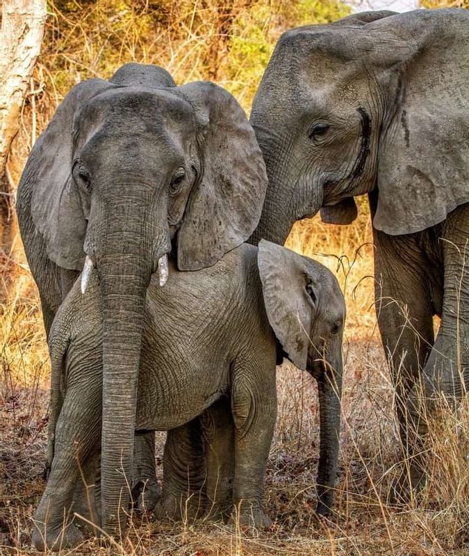 Arusha Private Tour - Elephants