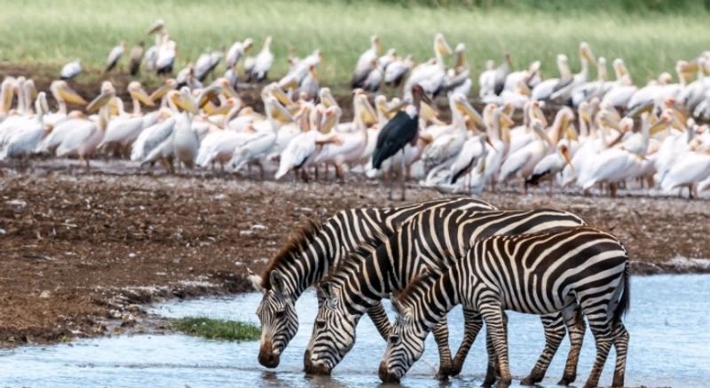 Arusha Private Tour - Zebras