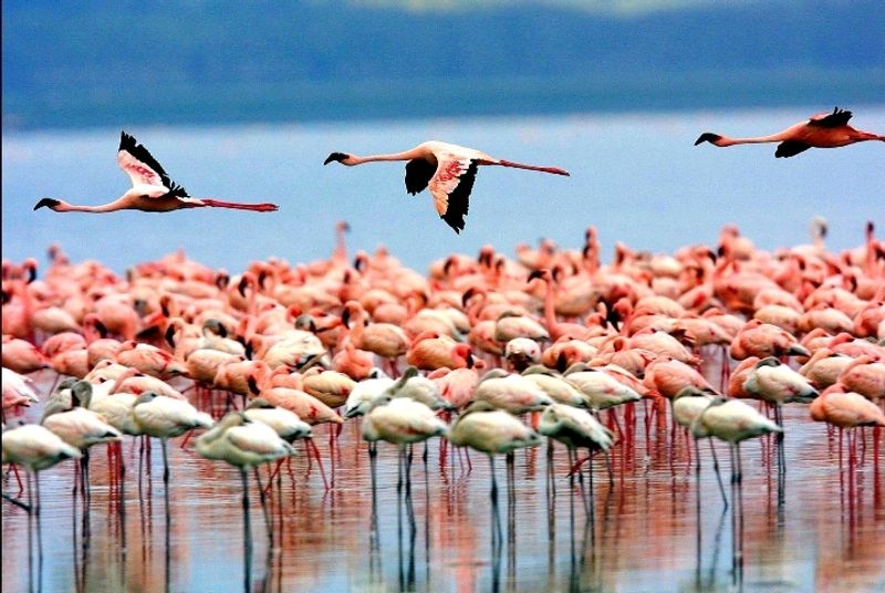 Arusha Private Tour - Flamingos