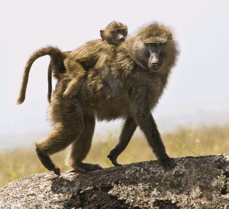 Arusha Private Tour - Baboons