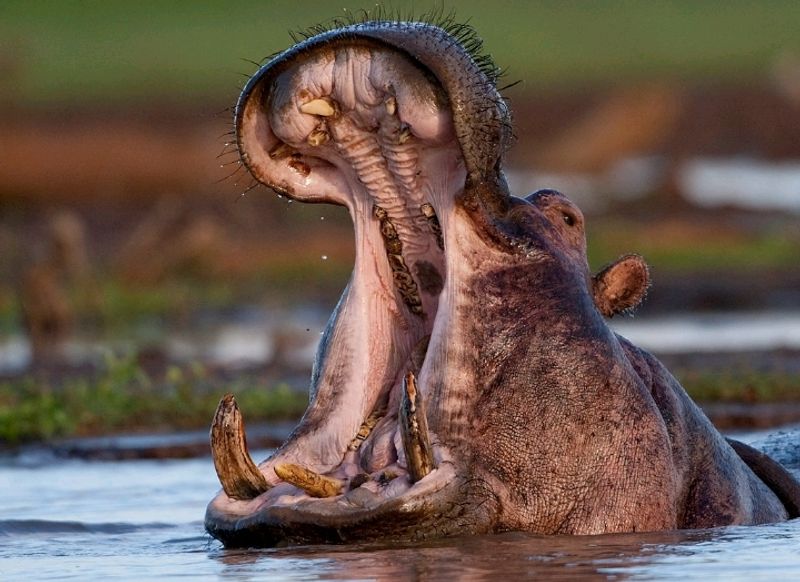 Arusha Private Tour - Hippopotamus