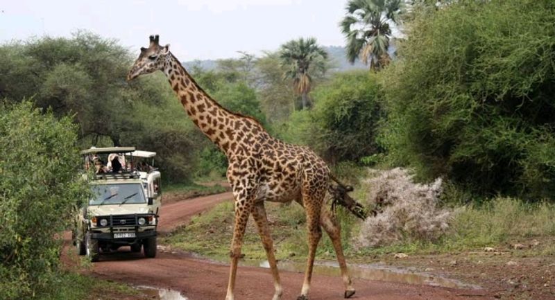 Arusha Private Tour - Giraffe