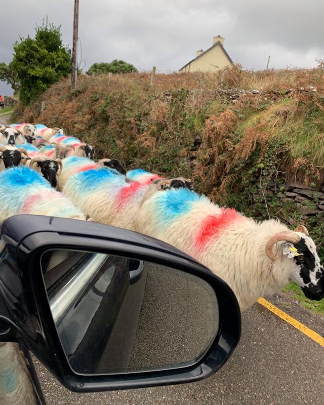 Killarney Private Tour - Sheep on the road