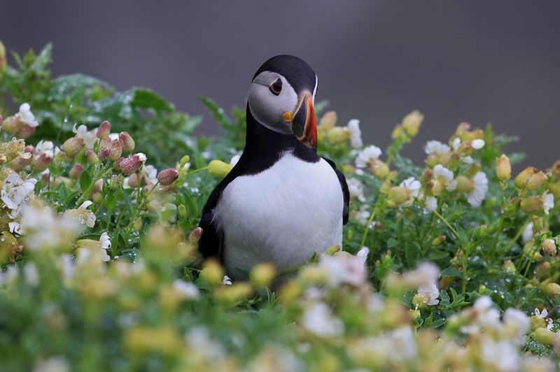 Killarney Private Tour - Puffin on Skellig Michael