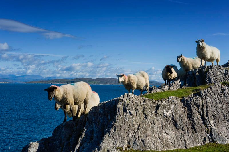 Killarney Private Tour - Sheep on Beara