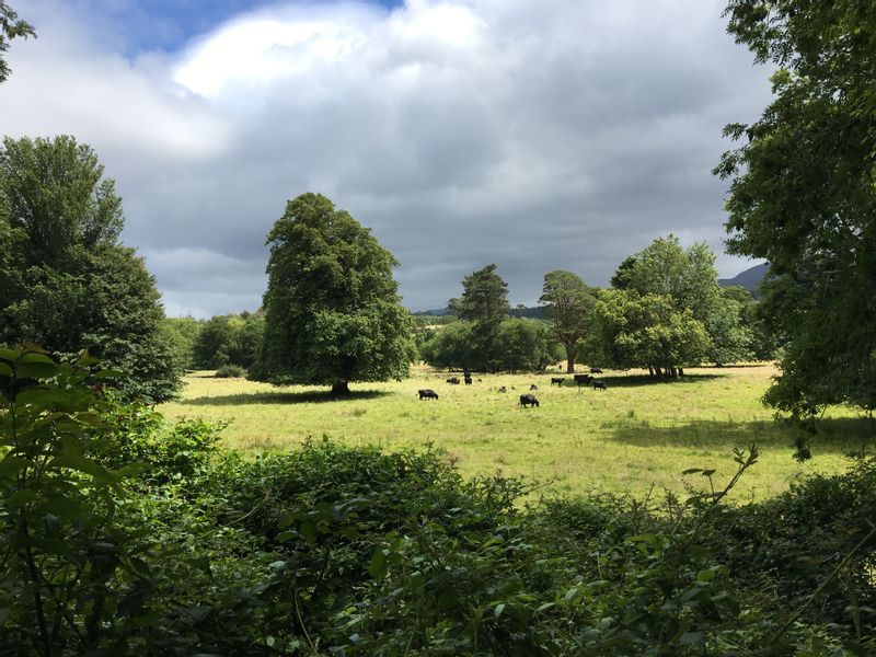 Killarney Private Tour - Kerry cows in Killarney National Park