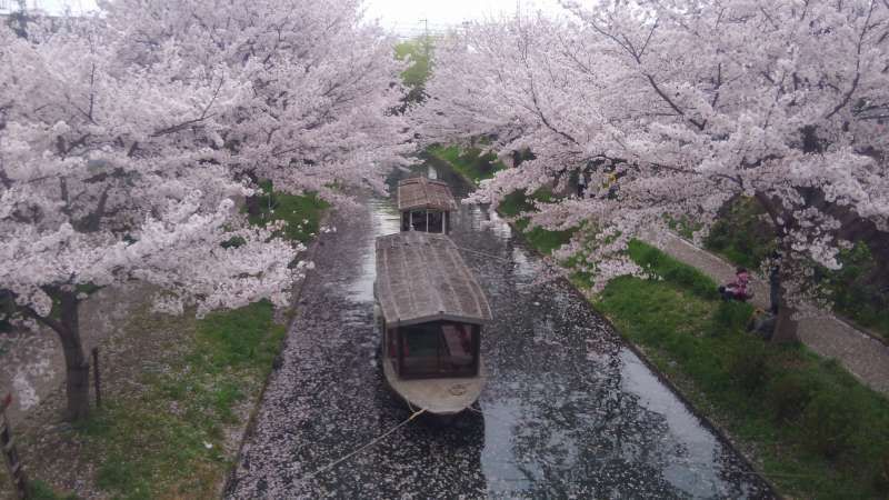 Kyoto Private Tour - Fushimi in cherry blossom season