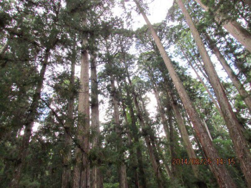 Osaka Private Tour - Japanese cedar trees 