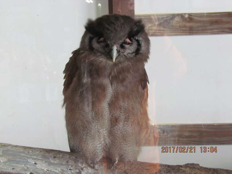 Shimane Private Tour - Owl at Matsue Vogel Park