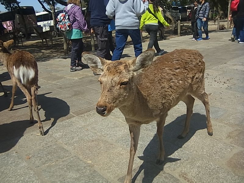 Nara Private Tour - Deer in Nara Park, they are the divine messengers of Kasuga Taisha Shrine