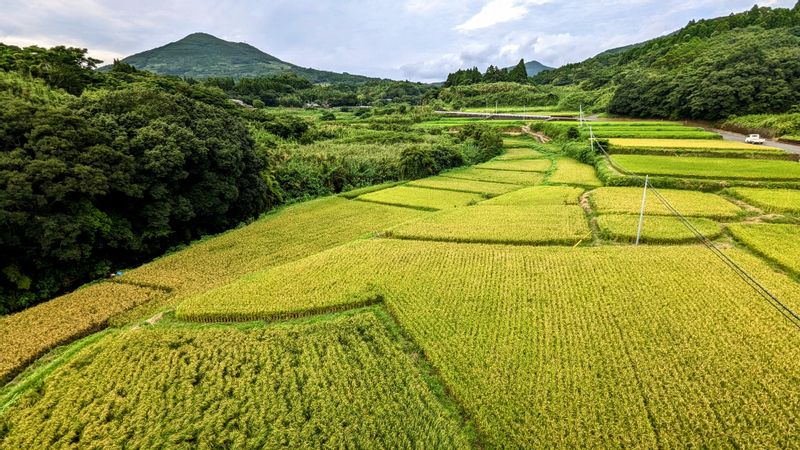 Kagoshima Private Tour - Rice fields on the way