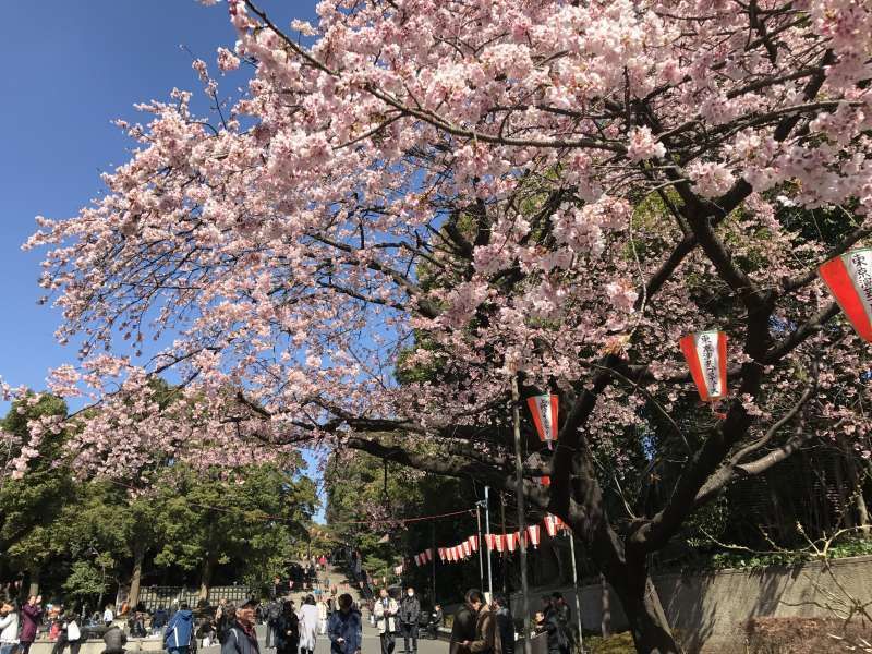 Tokyo Private Tour - Cherry blossoms at Ueno Park