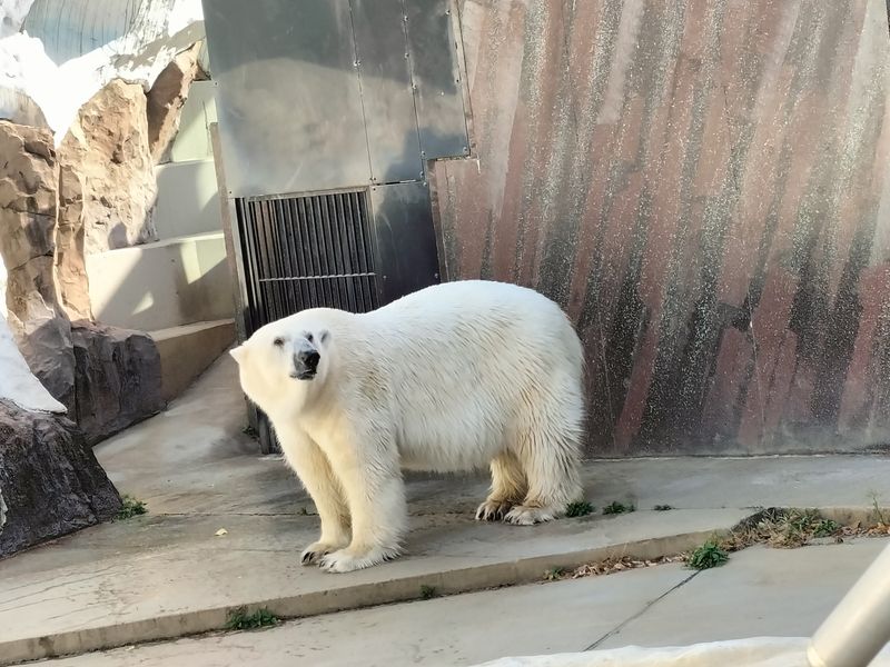 Tokyo Private Tour - Ours polaire au parc zoologique d’Ueno