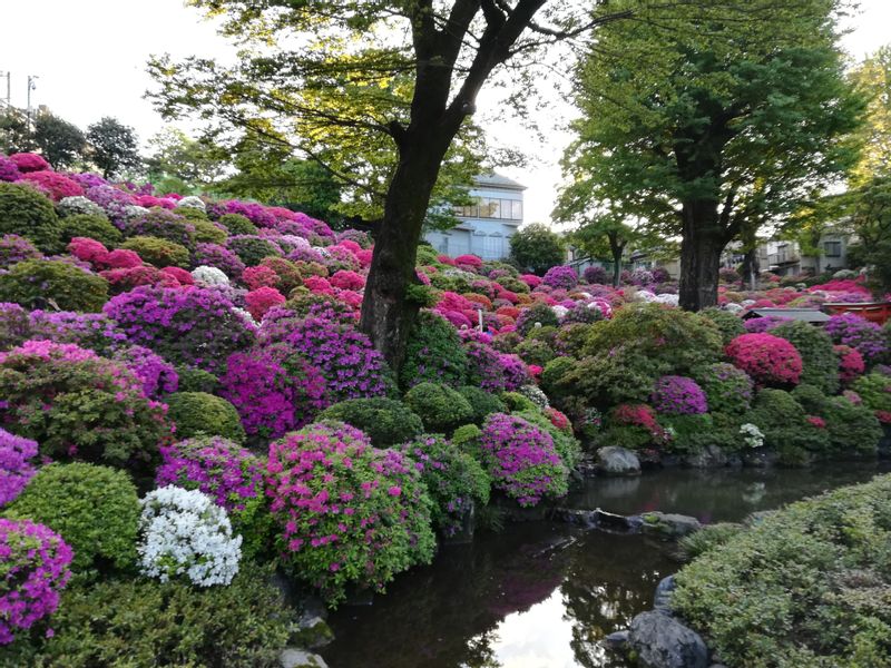 Tokyo Private Tour - Pivoines du Sanctuaire Nezu