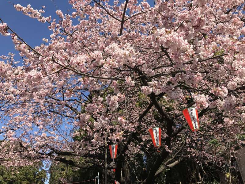 Tokyo Private Tour - Cherry Blossoms at Ueno Park
