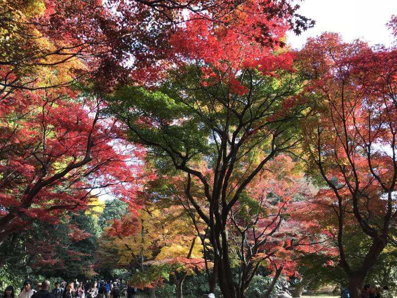 Tokyo Private Tour - Colorful Autumn Leaves at Shinjuku Gyoen National Garden