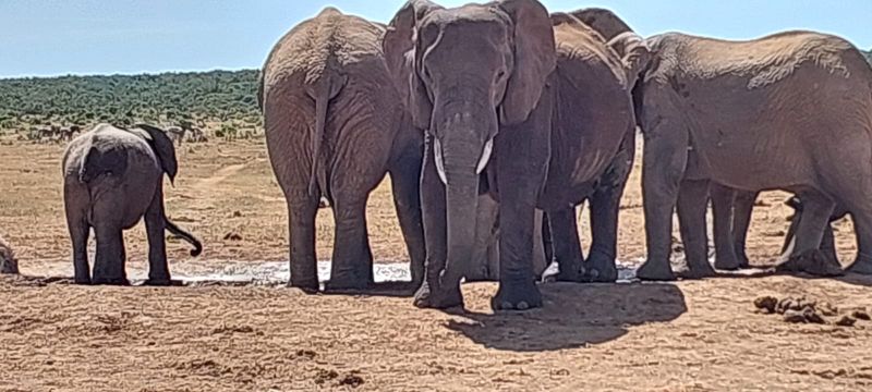 Western Cape Private Tour - Elephants enjoying themselves at a waterhole.