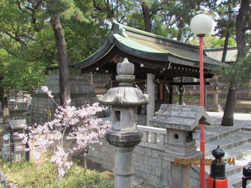 Osaka Private Tour - Cherry blosson blooming just after crossing the drum bridge