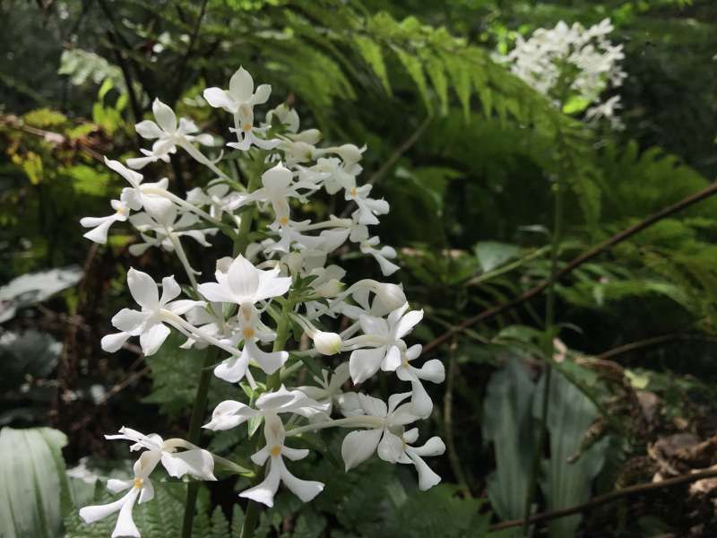 Amami Private Tour - Amamiian orchid, blooming quietly...