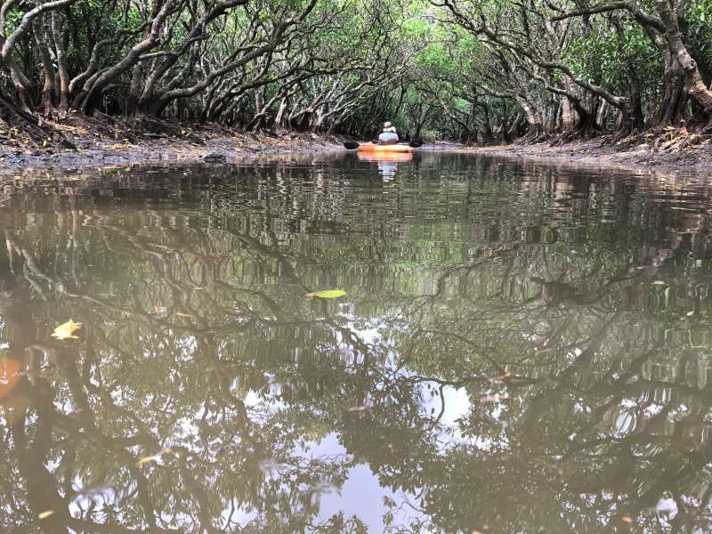 Amami Private Tour - Canoeing at the 2nd biggest mangrove forest in Japan.