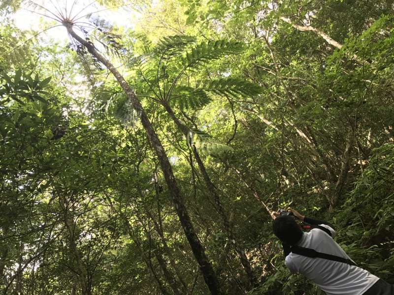 Amami Private Tour - Flying spider monkey tree ferns, the biggest tree fern, at Kinsakubaru primeval forest.