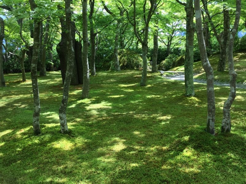 Hakone Private Tour - Strolling in green moss carpet of Gora Museum