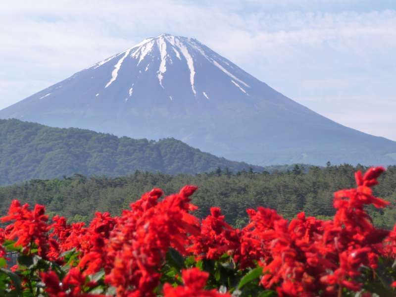 Mount Fuji Private Tour - Local people plant flowers on the shore of Lake Saiko. Beatiful combination of Mt. Fuji and flowers. You will see much more white Mt. Fuji from late autumn to late spring. 