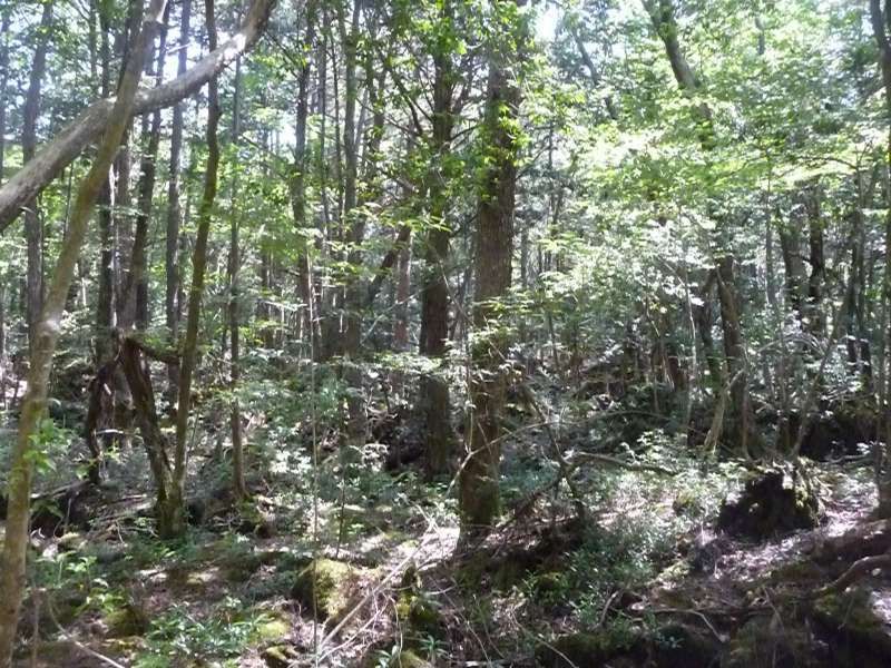 Mount Fuji Private Tour - Forest as it stands on the lava.