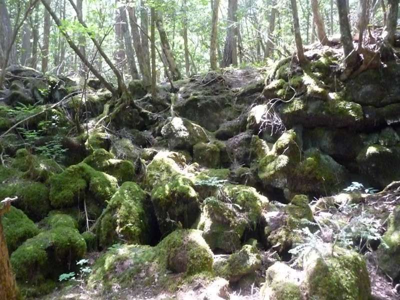 Mount Fuji Private Tour - Combination of moss and lava should look more beautiful after rain. 