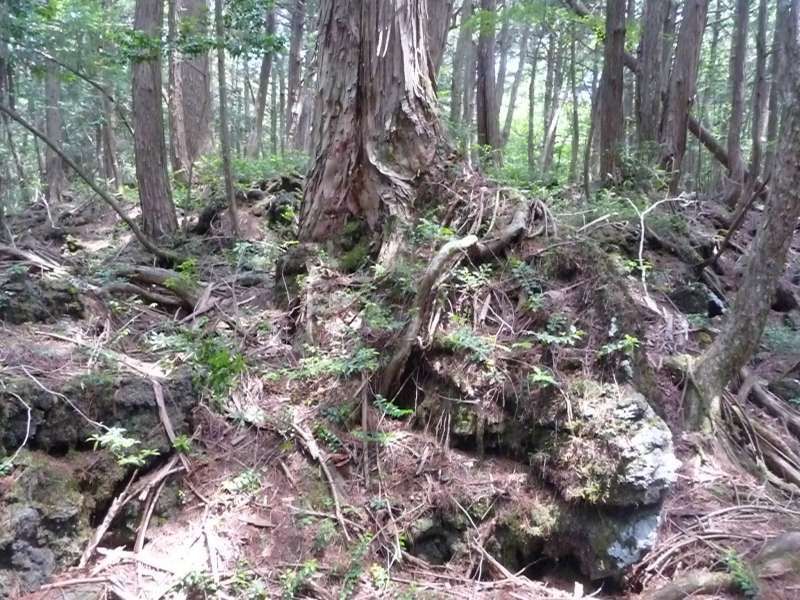 Mount Fuji Private Tour - Roots of trees cannot grow deep into the ground since the layer of soil is just about 10cm on average. Underneath the soil is lava, needless to say. 